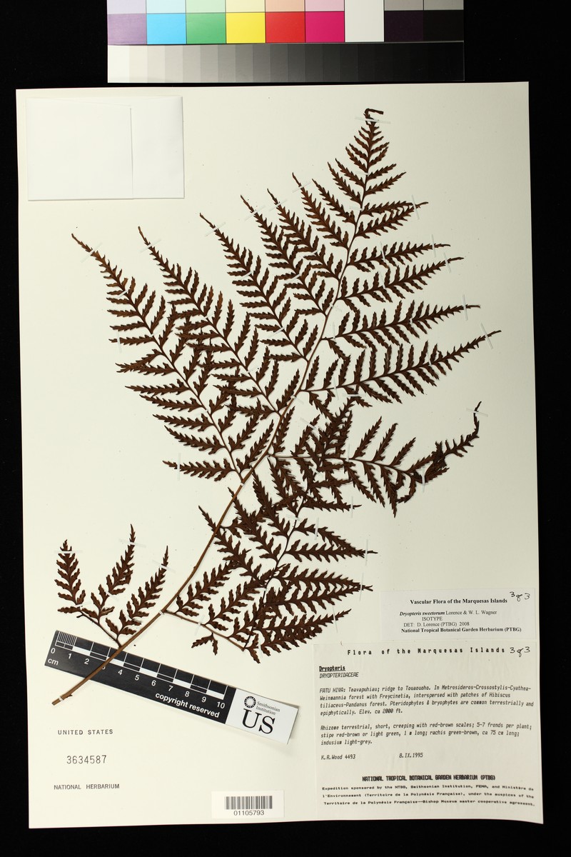 Dryopteris sweetiorum photo 5