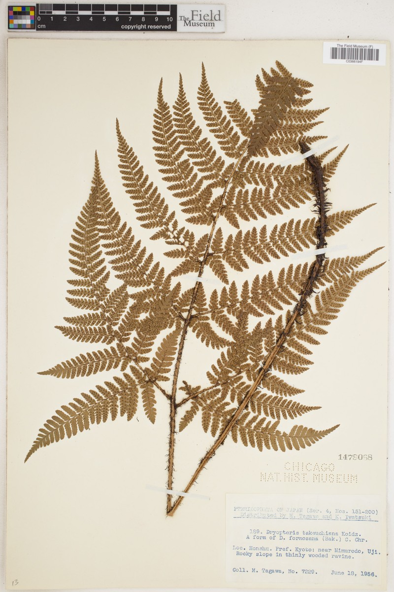 Dryopteris takeuchiana