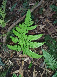 Dryopteris tenuicula