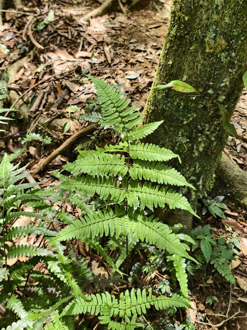Dryopteris tenuicula photo 2