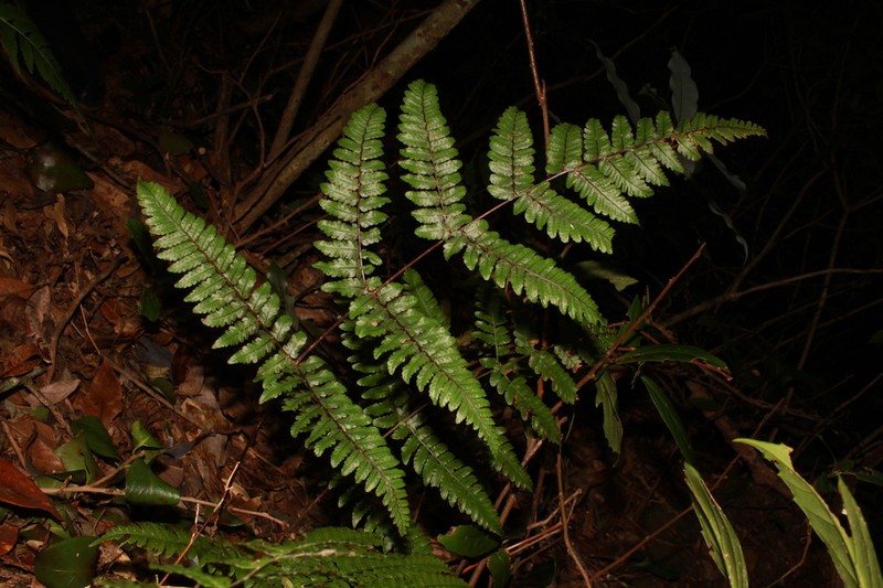 Dryopteris tenuicula photo 3
