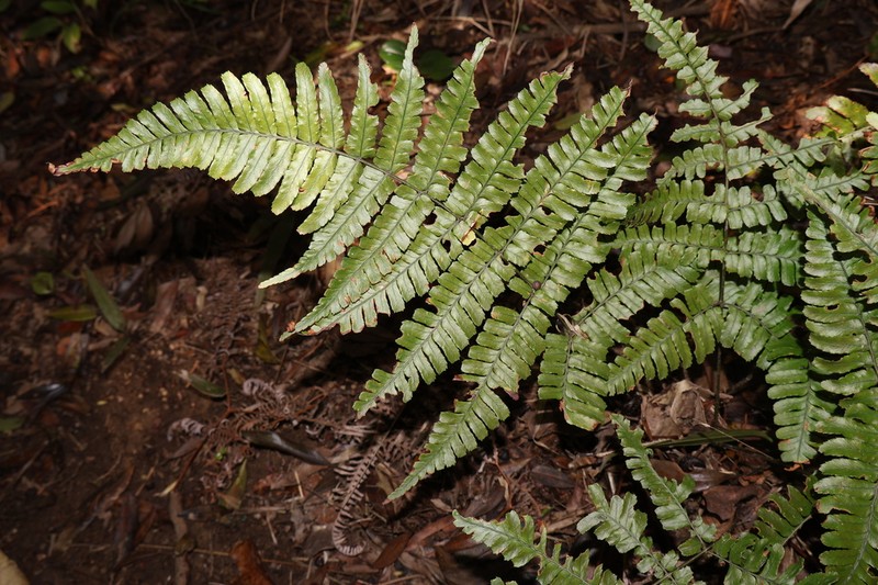 Dryopteris tenuicula photo 4