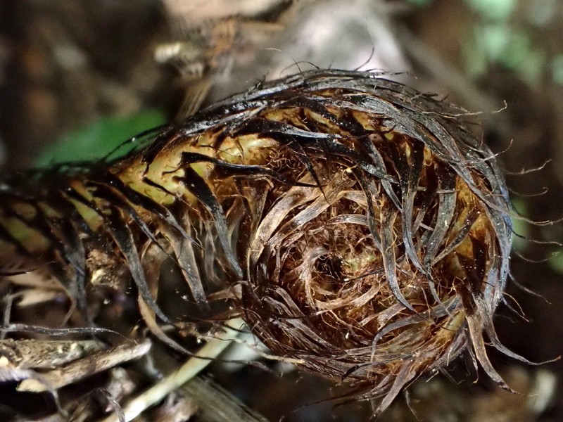Dryopteris tenuicula photo 5