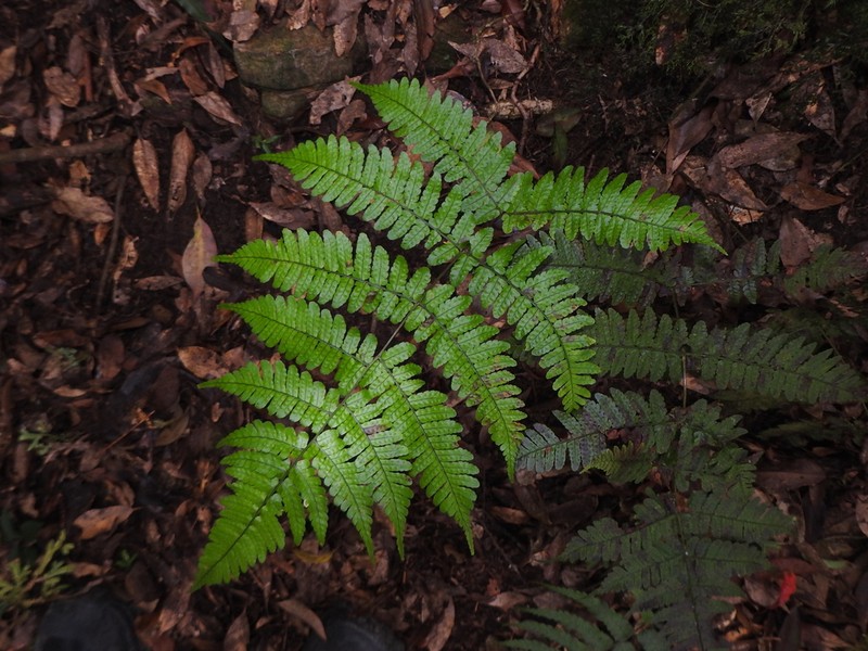 Dryopteris tenuicula photo 6