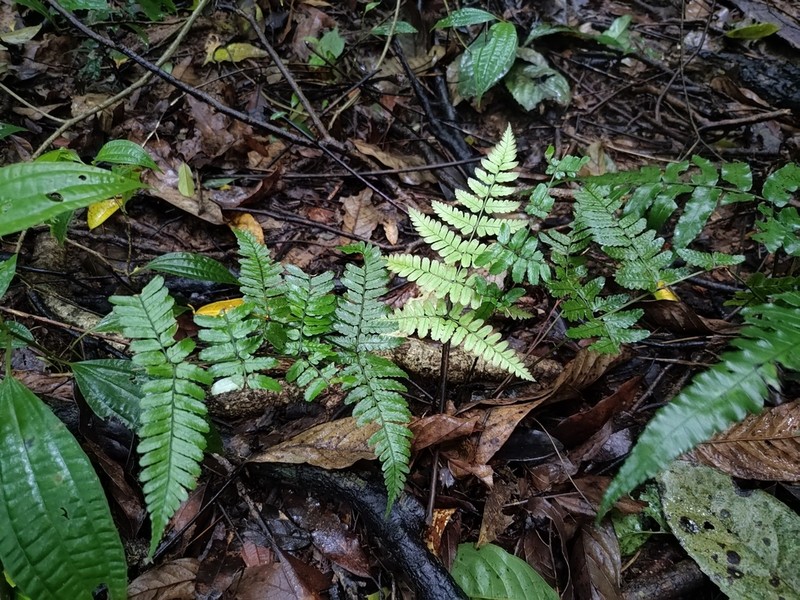 Dryopteris tenuicula photo 7