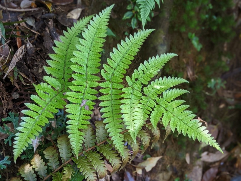 Dryopteris tenuicula photo 8