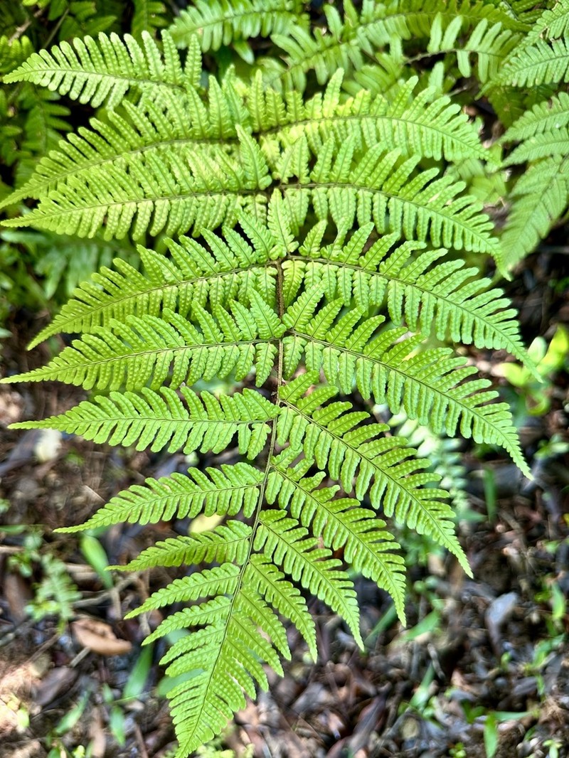 Dryopteris tenuipes