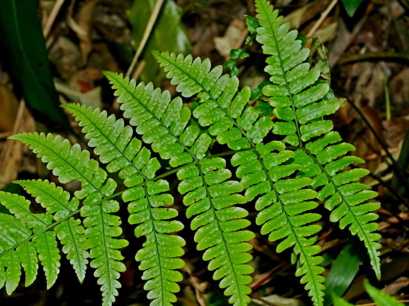 Dryopteris tenuipes photo 2