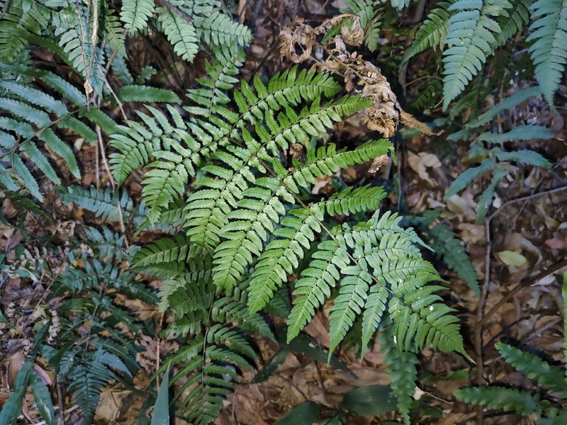Dryopteris tenuipes photo 3