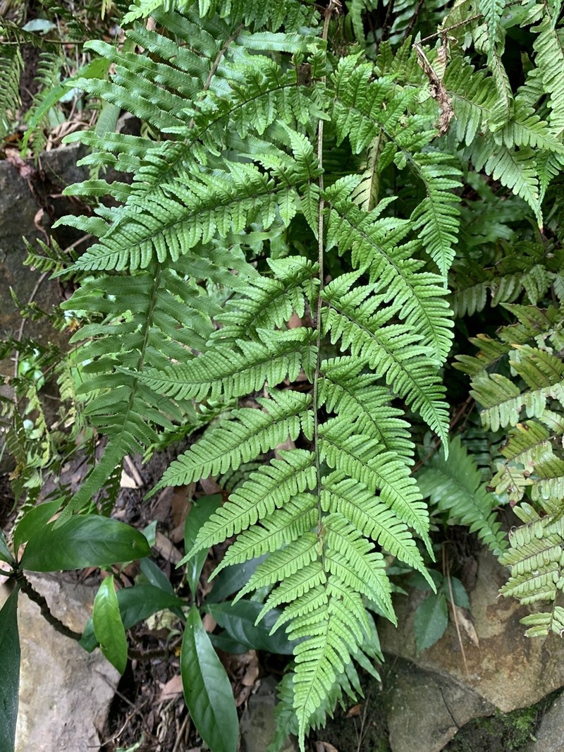 Dryopteris tenuipes photo 4