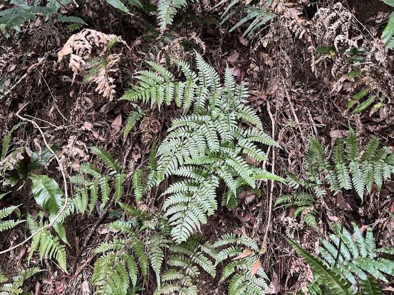 Dryopteris tenuipes photo 5