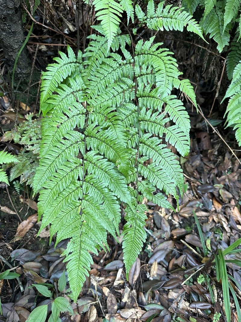 Dryopteris tenuipes photo 6