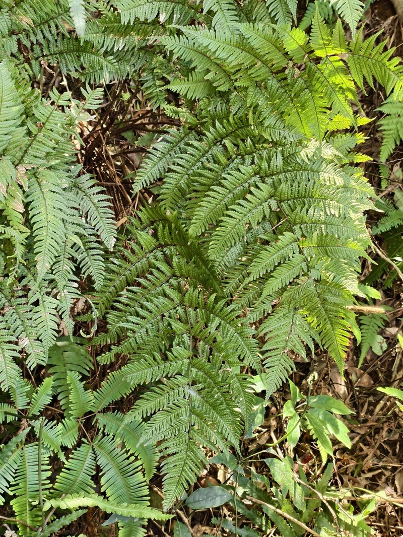 Dryopteris tenuipes photo 7