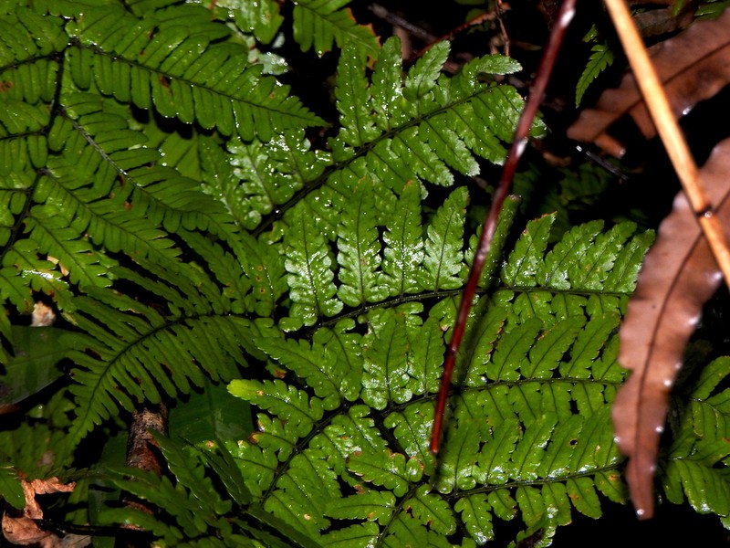 Dryopteris tenuipes photo 8