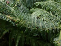 Waikamoi Woodfern