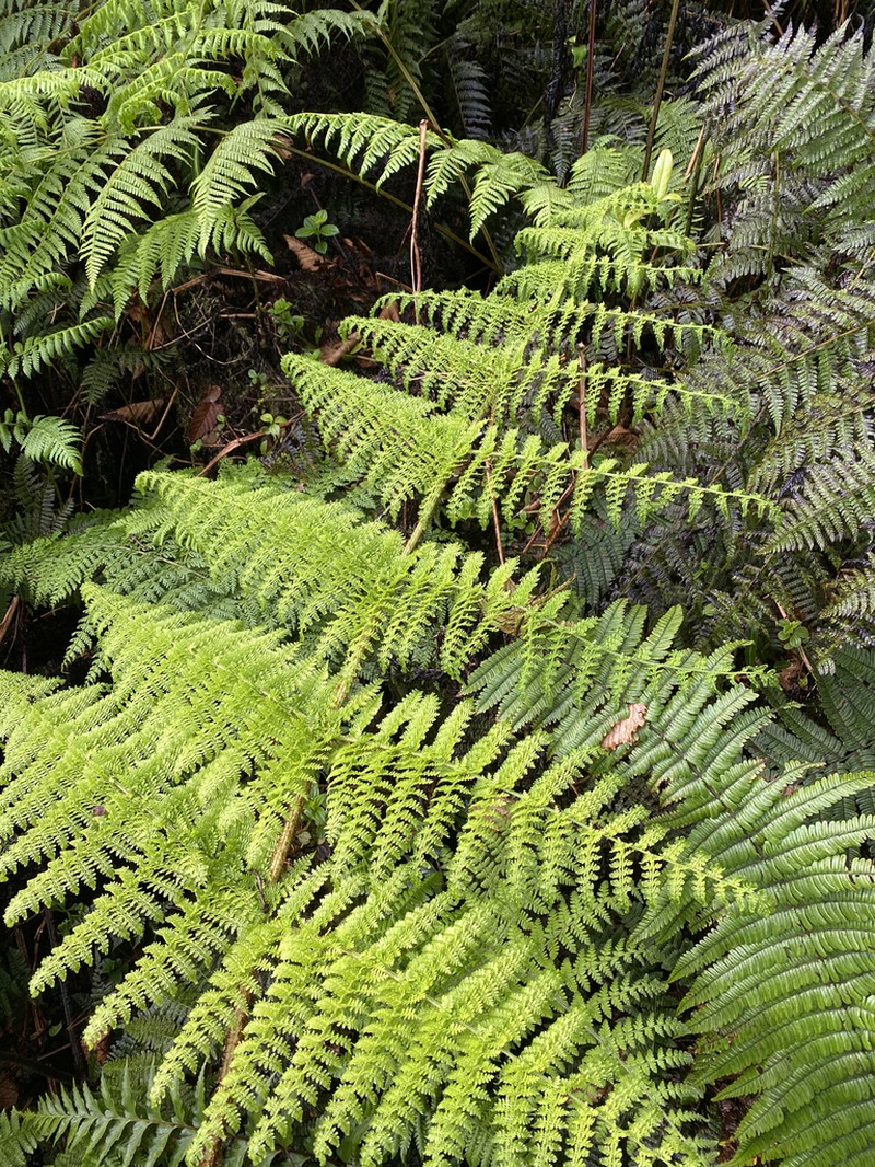 Waikamoi Woodfern photo 2