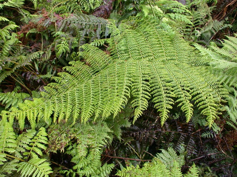 Waikamoi Woodfern photo 3