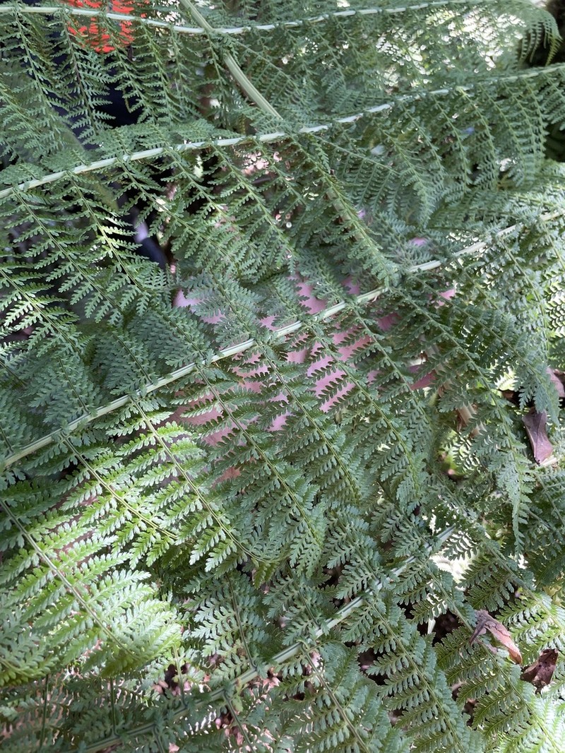 Waikamoi Woodfern photo 4