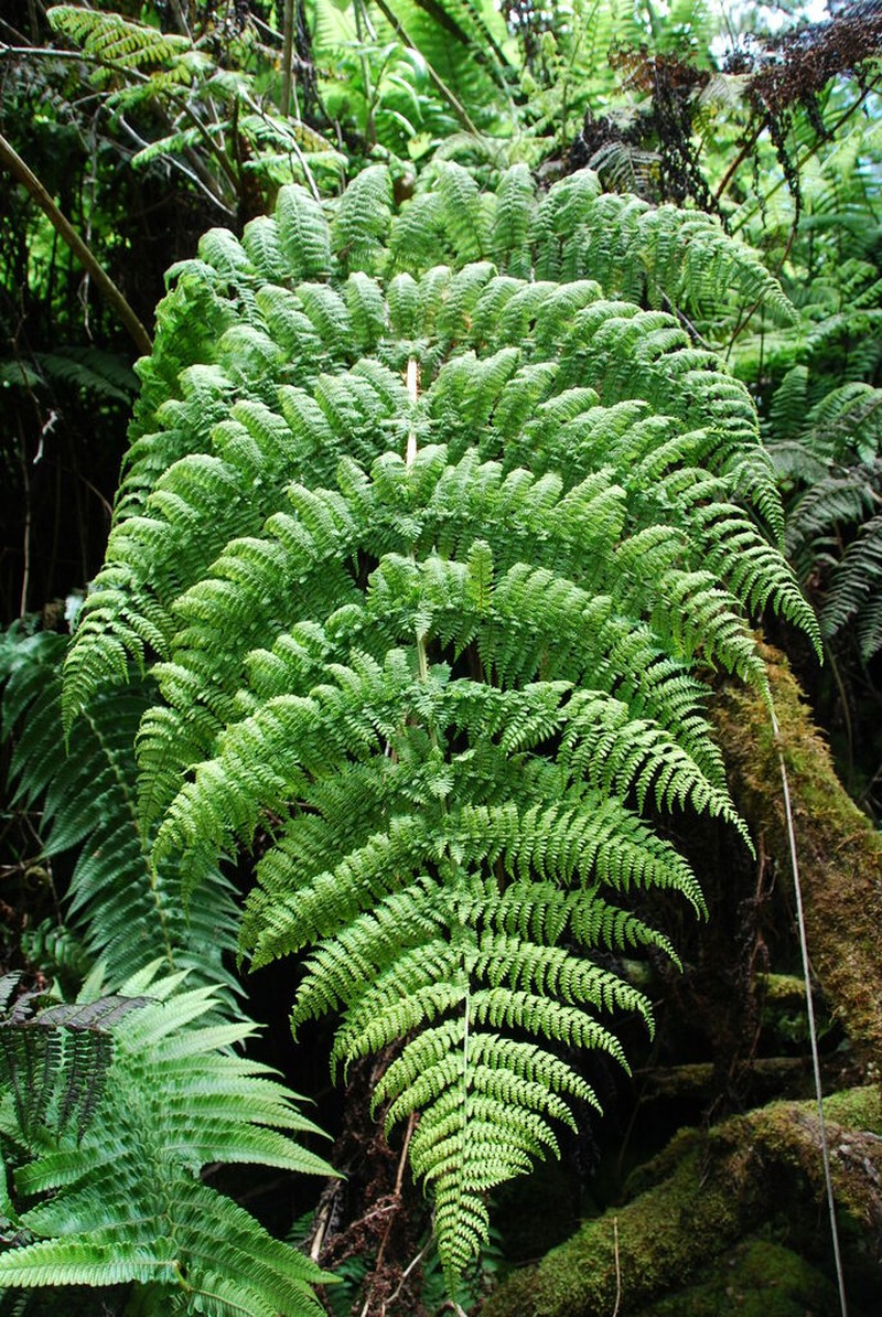 Waikamoi Woodfern photo 5