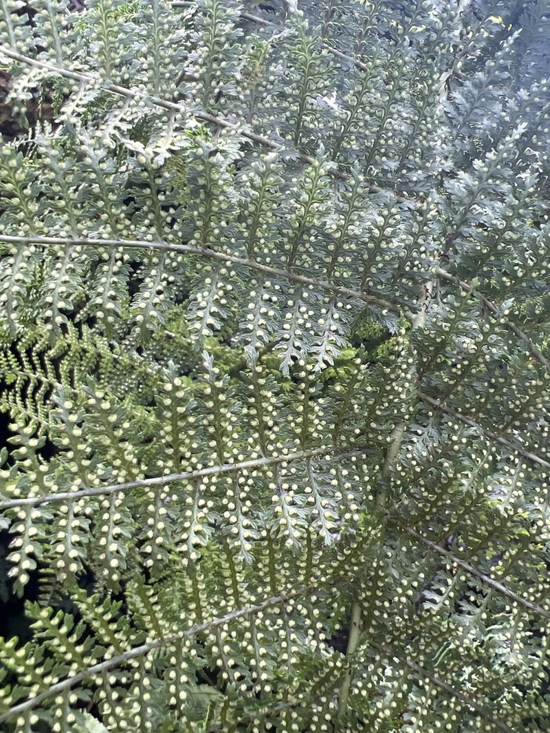 Waikamoi Woodfern photo 7