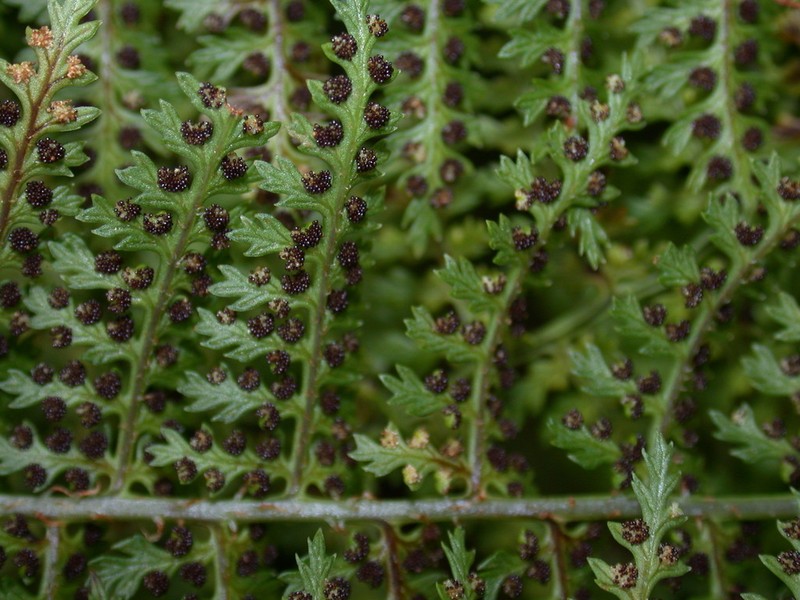 Waikamoi Woodfern photo 8