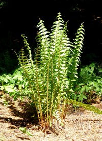 Dryopteris tokyoensis