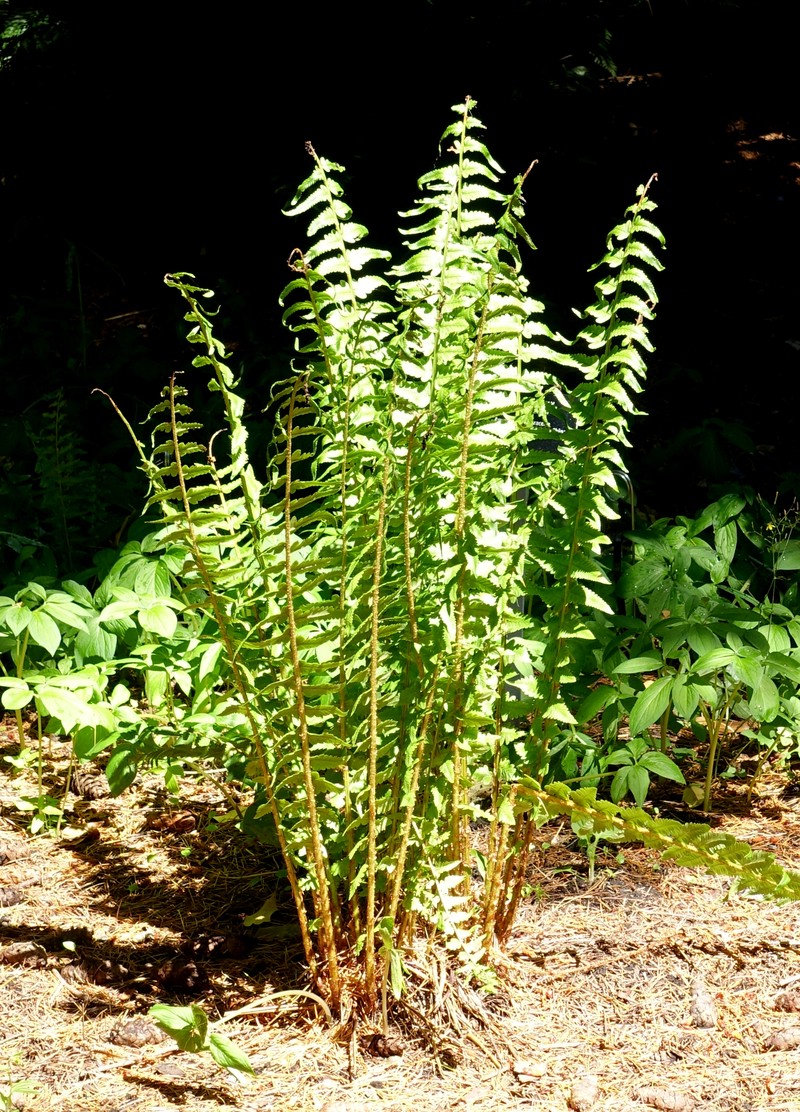 Dryopteris tokyoensis