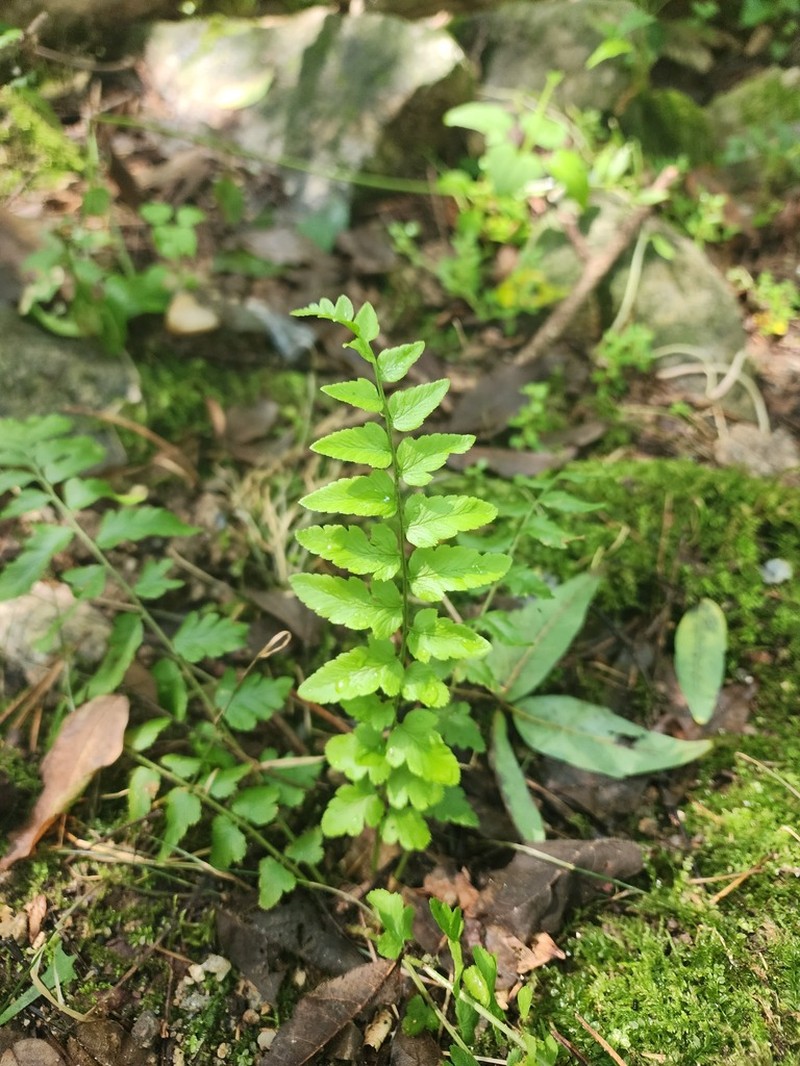 Dryopteris tokyoensis photo 2