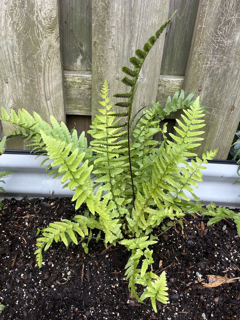Dryopteris tokyoensis photo 3