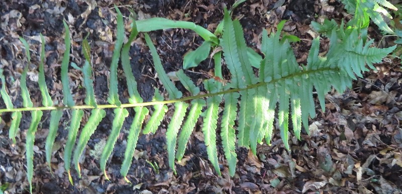 Dryopteris tokyoensis photo 4