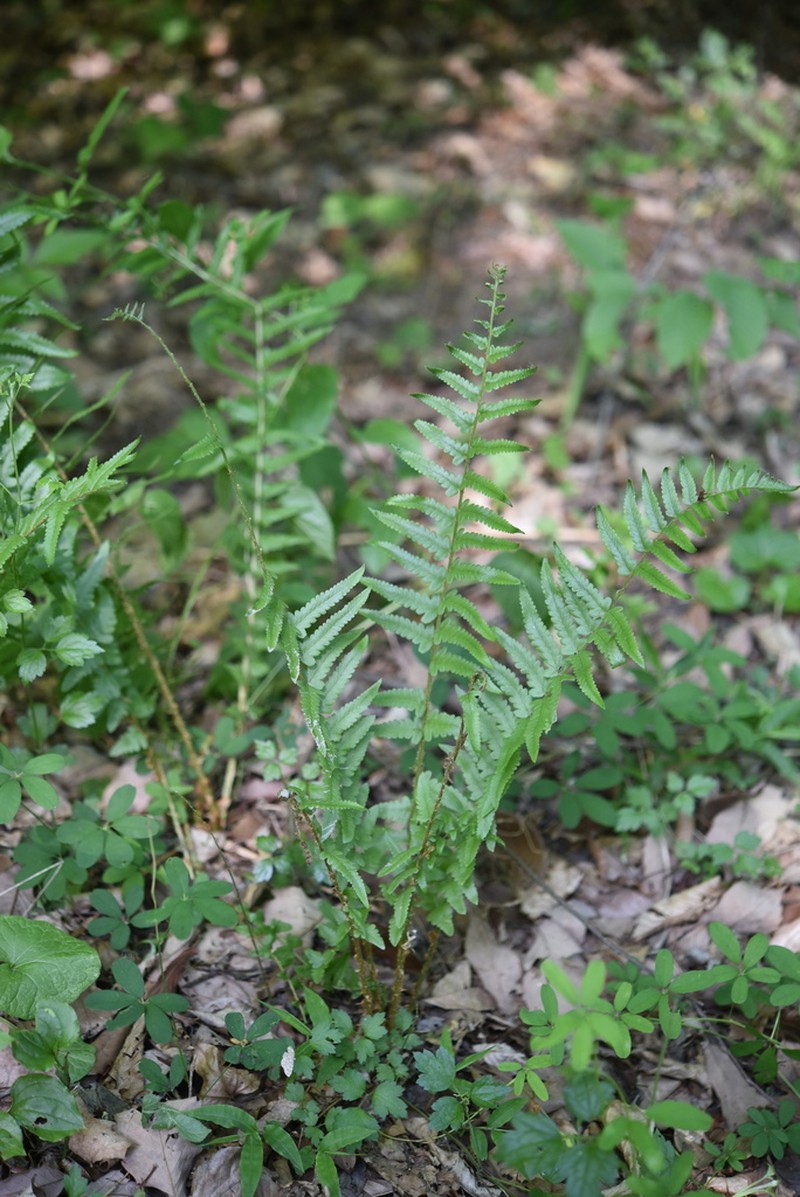 Dryopteris tokyoensis photo 5