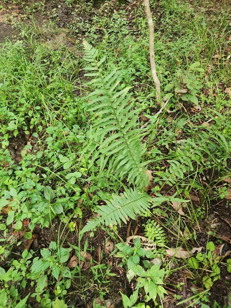 Dryopteris tokyoensis photo 6