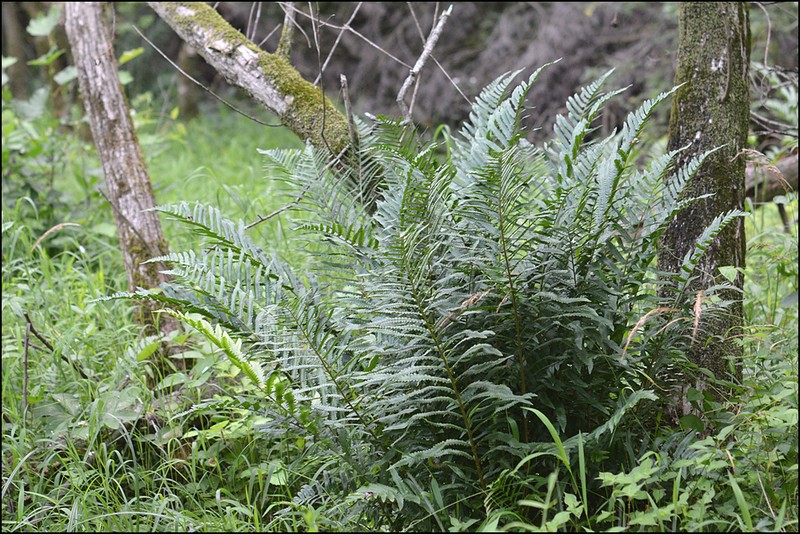 Dryopteris tokyoensis photo 7