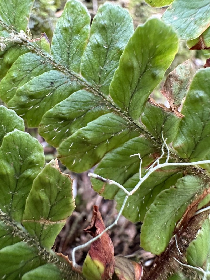 Dryopteris transmorrisonensis
