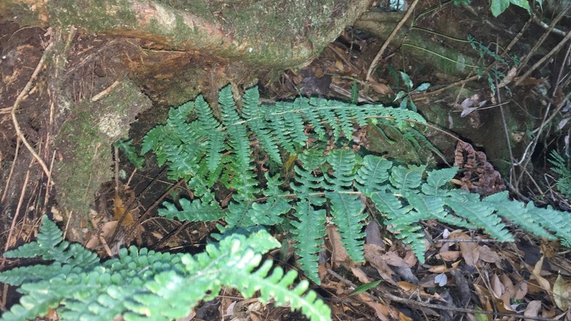 Dryopteris transmorrisonensis photo 2