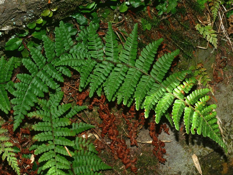 Dryopteris transmorrisonensis photo 3