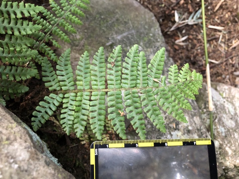 Dryopteris transmorrisonensis photo 4