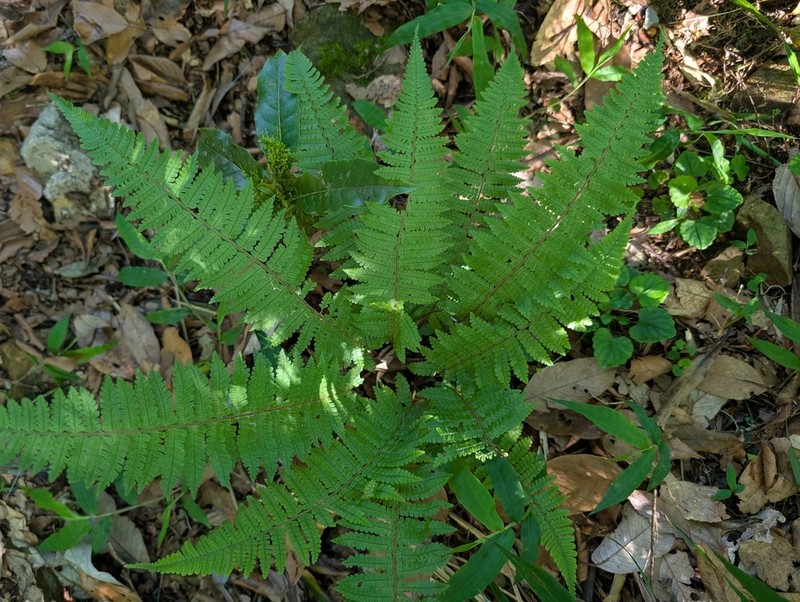 Dryopteris transmorrisonensis photo 5