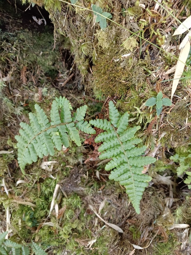 Dryopteris transmorrisonensis photo 6