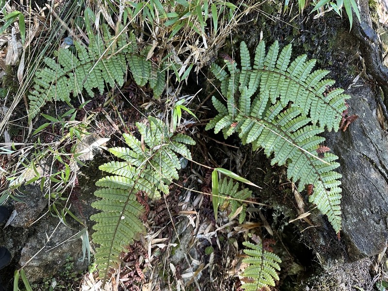 Dryopteris transmorrisonensis photo 7