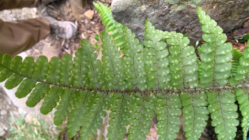 Dryopteris transmorrisonensis photo 8