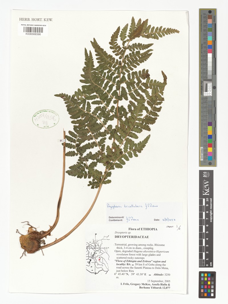 Dryopteris tricellularis