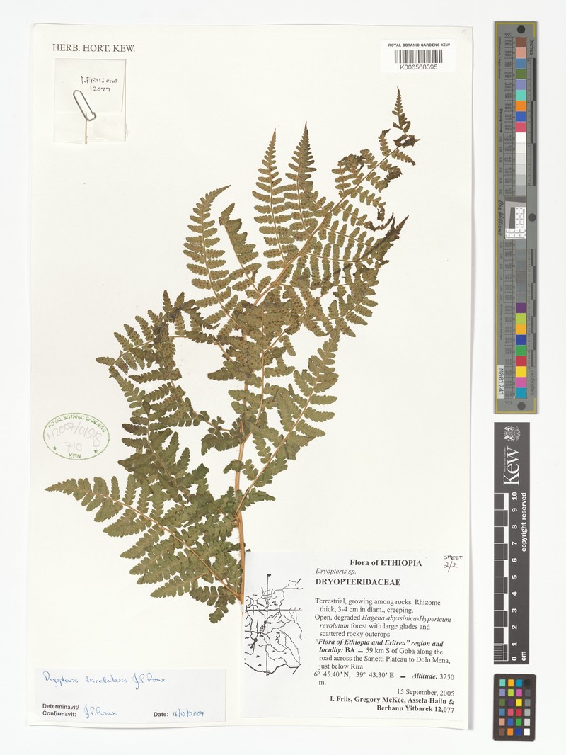 Dryopteris tricellularis photo 2