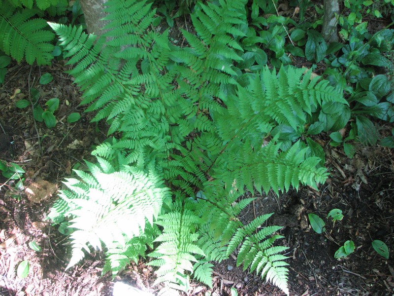 Woodfern