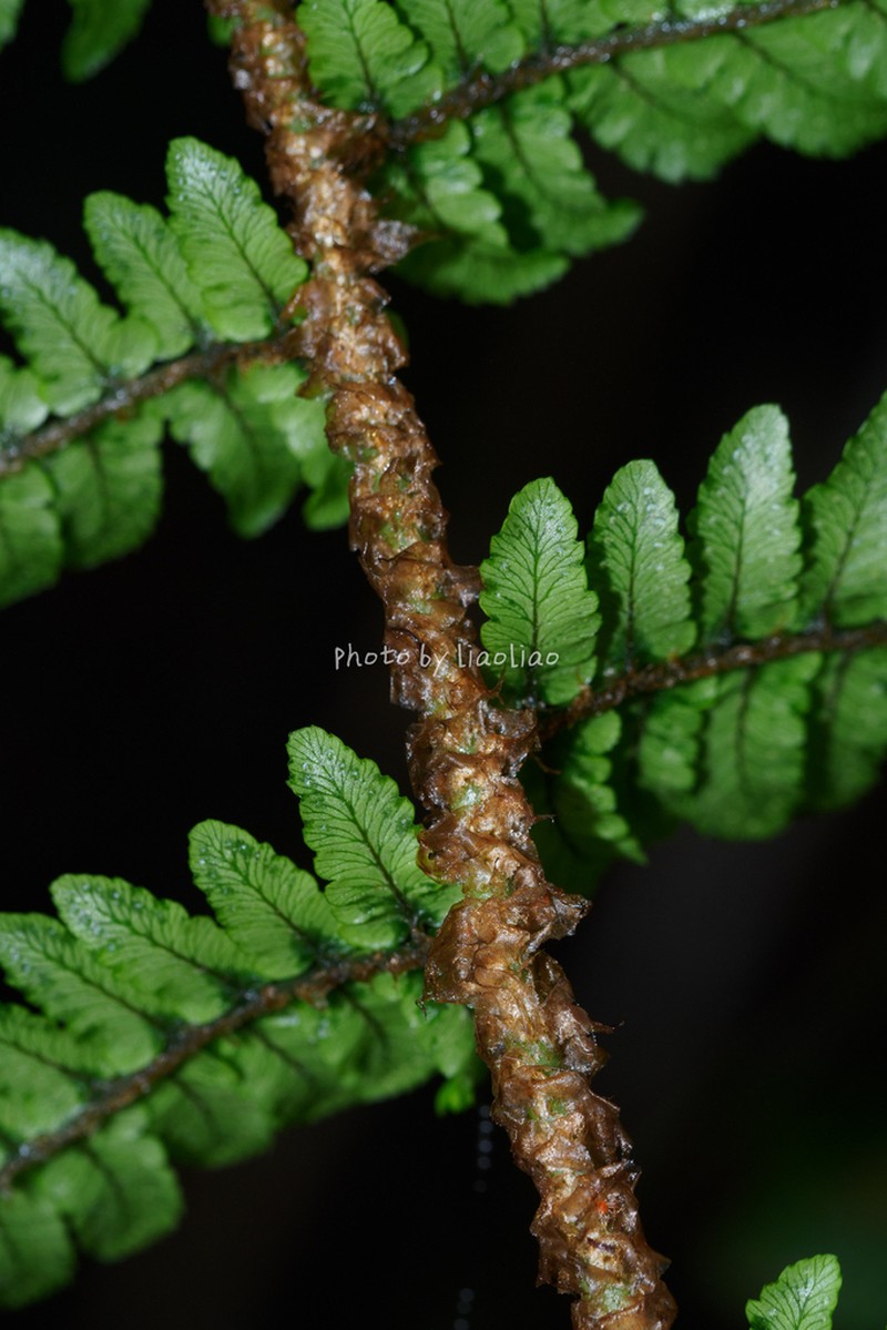 Dryopteris tsoongii