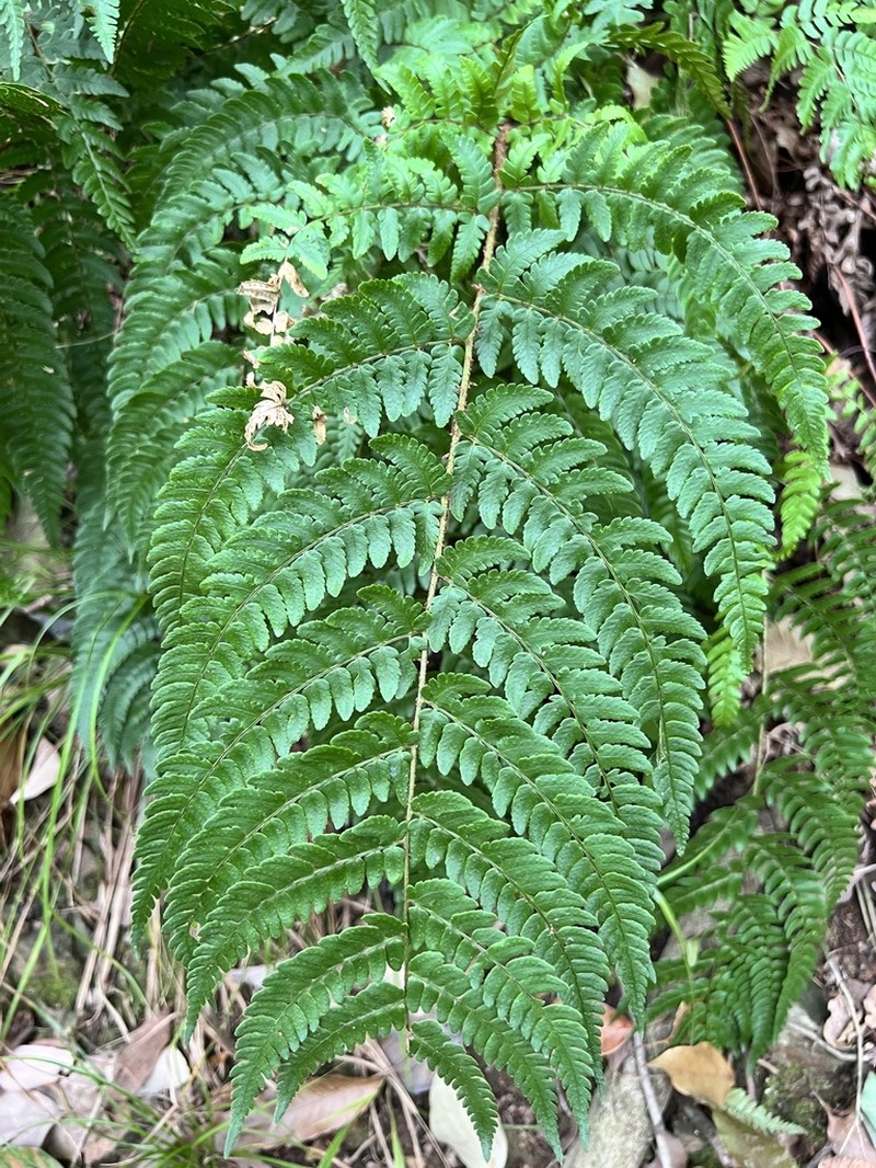 Dryopteris tsoongii photo 2