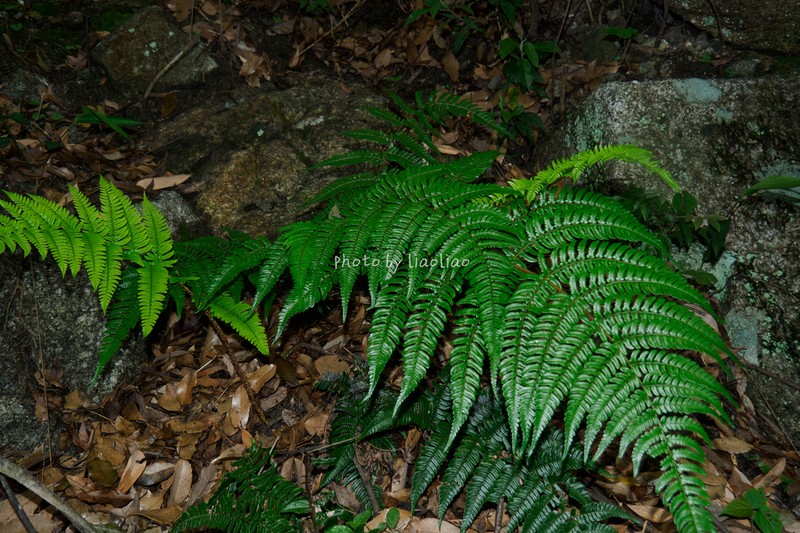 Dryopteris tsoongii photo 3