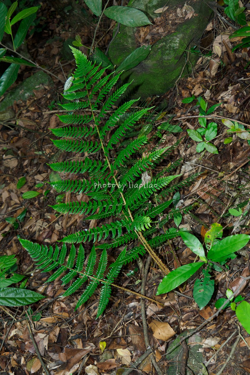 Dryopteris tsoongii photo 4