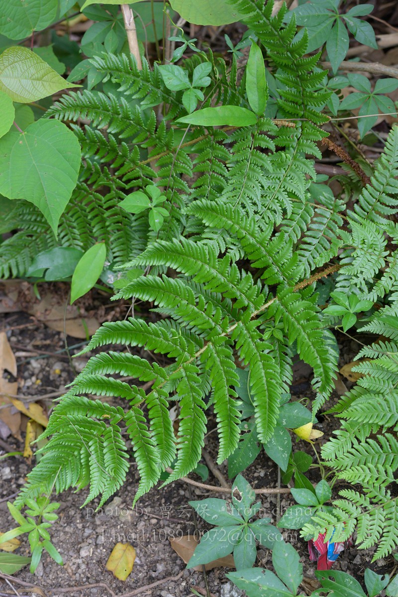 Dryopteris tsoongii photo 5