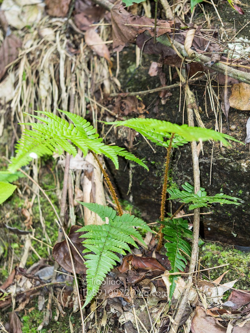 Dryopteris tsoongii photo 6